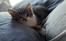 Mixed Breed cats for sale: Kittens  - Image 10