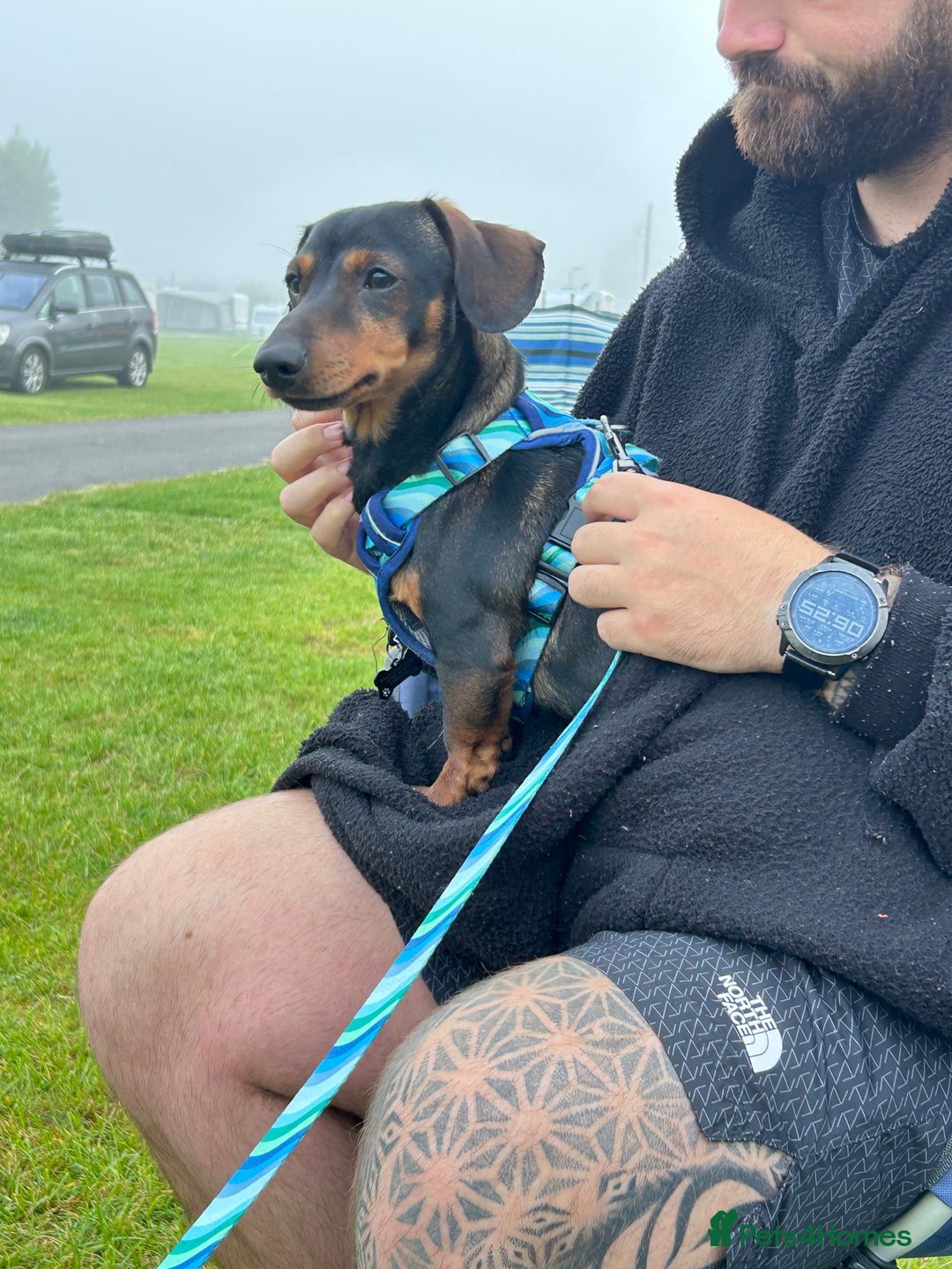 Dachshund dogs for sale: Male Dachshund for rehoming - Image 1