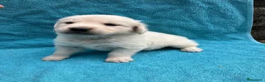 Golden Retriever 2