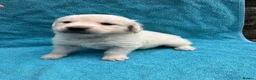 Golden Retriever dogs for sale: KC Reg Health Tested Golden Retriever Pups - Advert 3