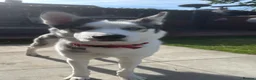 Siberian Husky dogs for stud: Siberian husky to stud in Liverpool - Advert 2