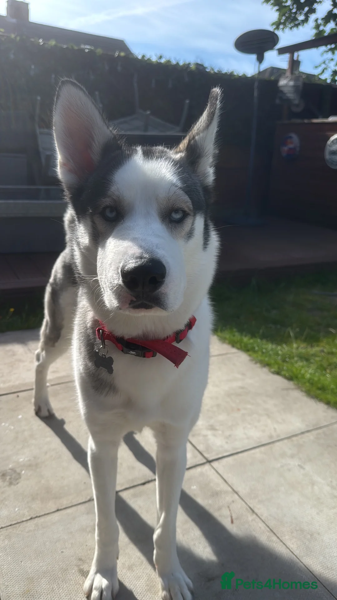 Siberian Husky dogs for stud: Siberian husky to stud in Liverpool - Advert 2