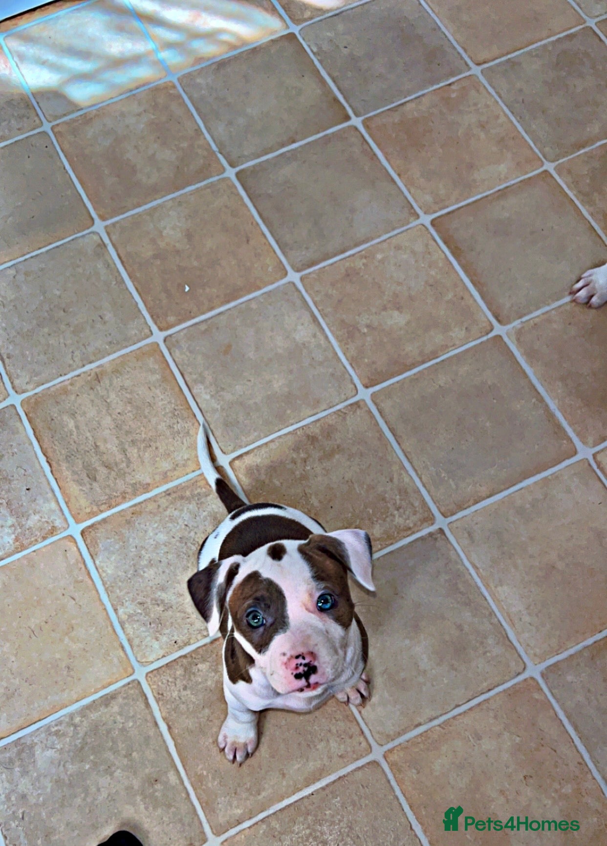 American Bulldog dogs Only 1 Stunning American bulldogs left  - Advert 1