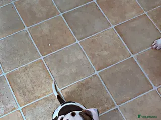 American Bulldog dogs Only 1 Stunning American bulldogs left - Advert 1