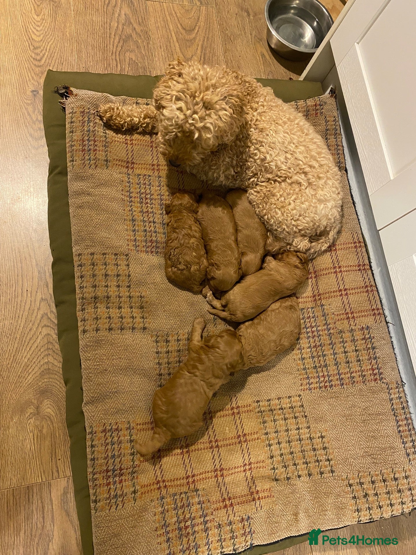 Cavapoo dogs Cavapoo puppies. Devon  - Advert 1