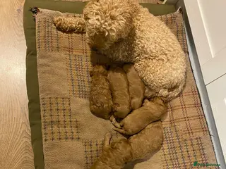 Cavapoo dogs Cavapoo puppies. Devon - Advert 1