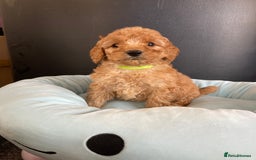 Cockapoo dogs for sale: Cockapoo F1B puppies 🐶Now Ready to leave🐶  - Image 15