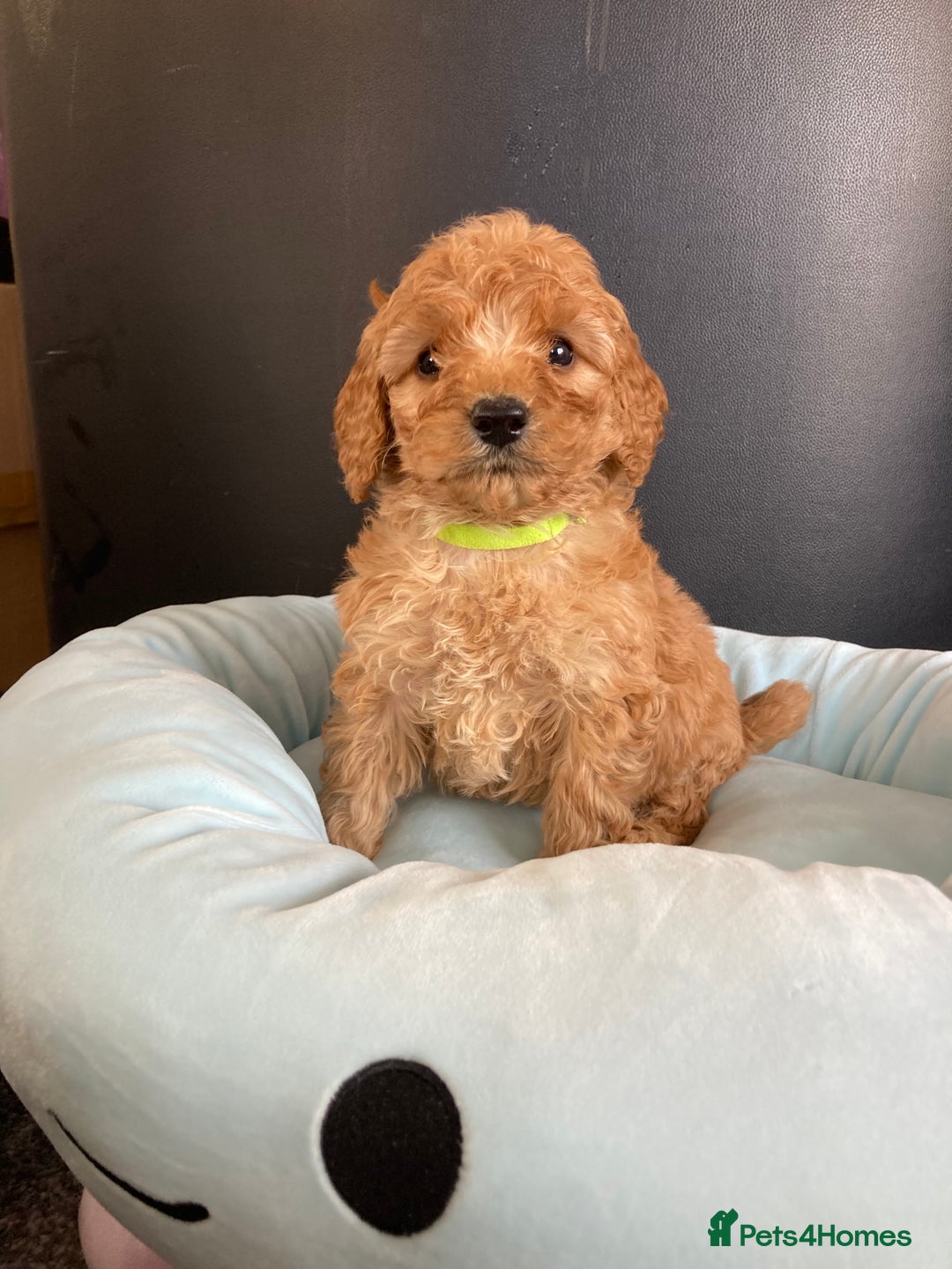 Cockapoo dogs for sale: Cockapoo F1B puppies 🐶Now Ready to leave🐶  - Image 15