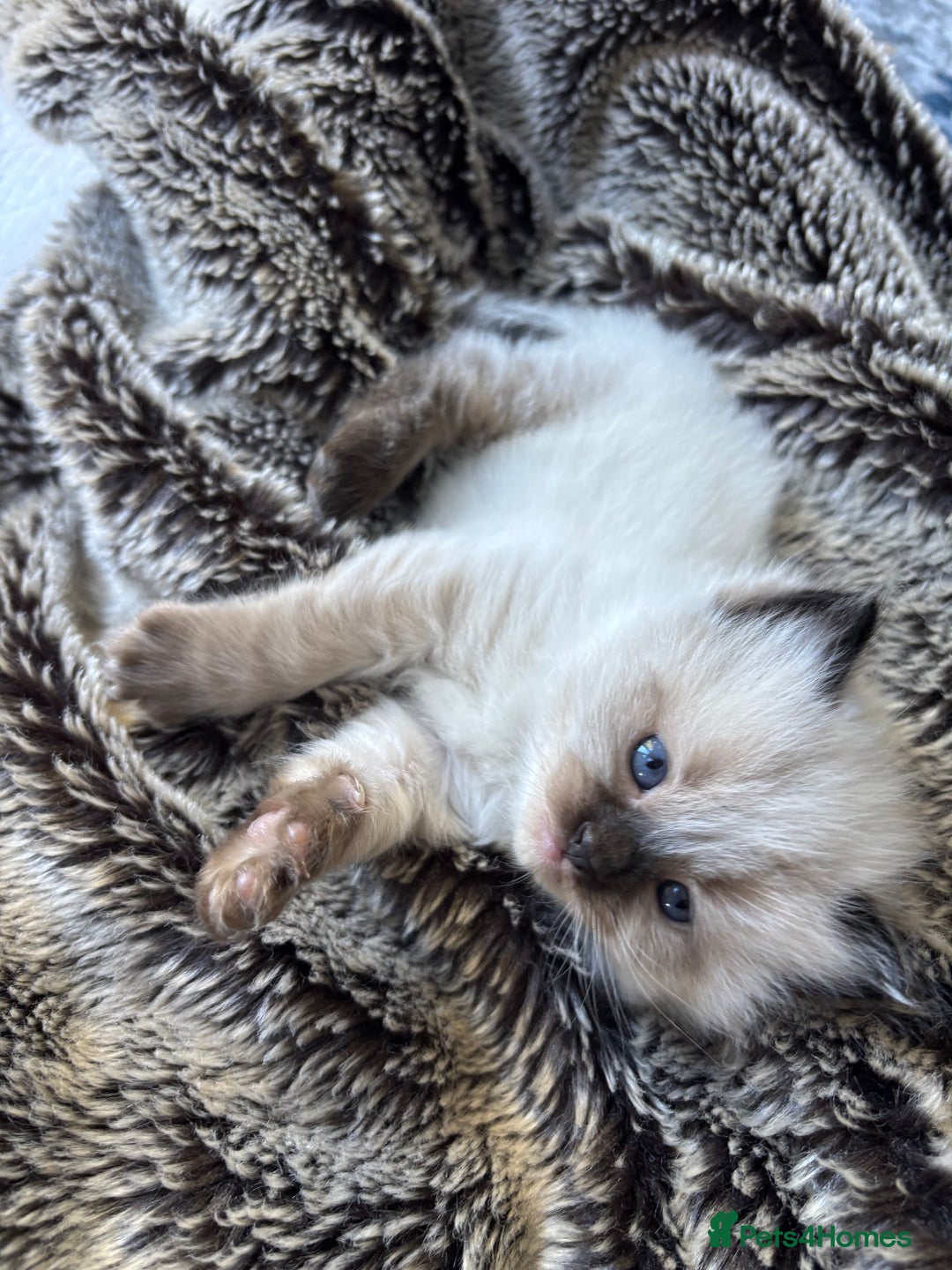 Ragdoll cats for sale: Ragdoll - Pedigree  - Image 16