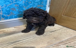 Labradoodle dogs for sale: Mini miniature multigen labradoodle puppies in Chard - Image 4