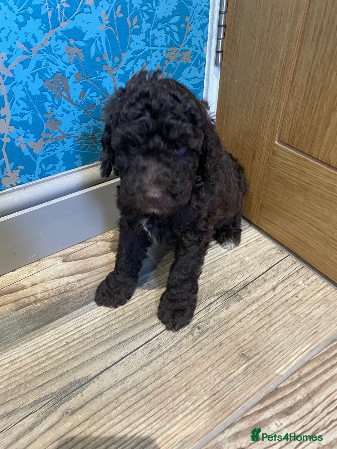 Labradoodle dogs for sale: Mini miniature multigen labradoodle puppies in Chard - Image 4