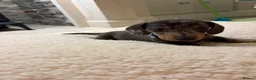 Miniature Dachshund dogs for sale: Miniature dachshunds  - Advert 8