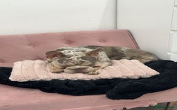 French Bulldog dogs for sale: 1 year old Isabelle Merle friendly frenchie  - Image 3
