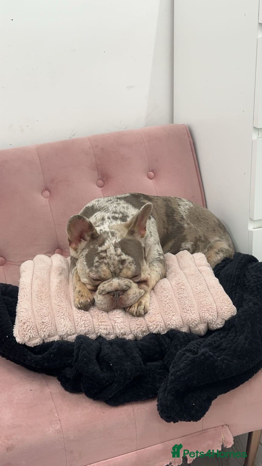 French Bulldog dogs for sale: 1 year old Isabelle Merle friendly frenchie  - Image 3
