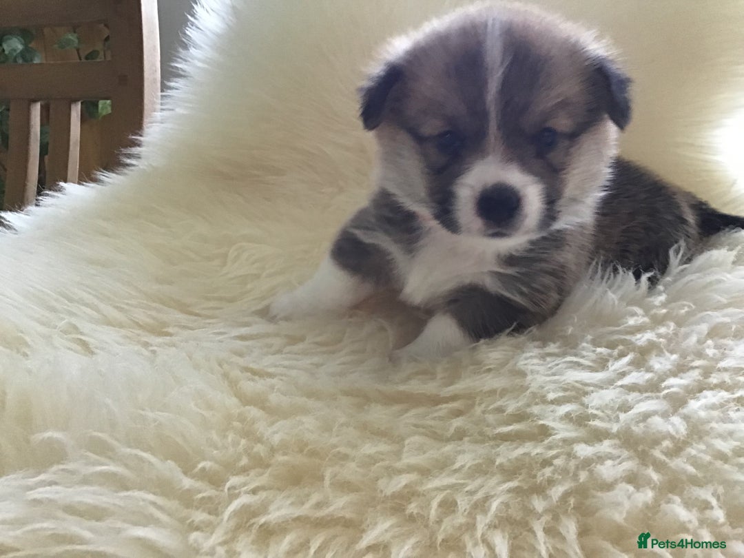 Welsh Corgi Pembroke dogs for sale: Gorgeous Quality Puppies - Advert 2