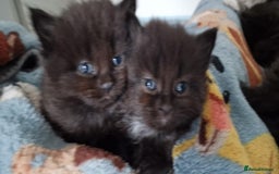 Mixed Breed cats for sale: Mixed Long Hair Black Kittens - Image 1