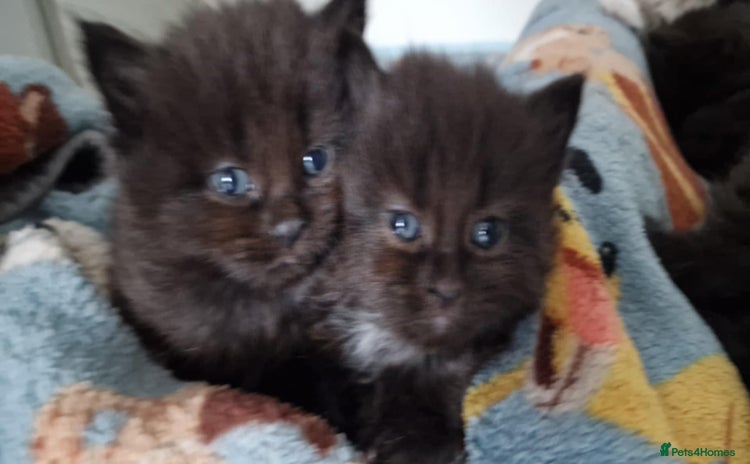 Mixed Breed cats - Advert 1
