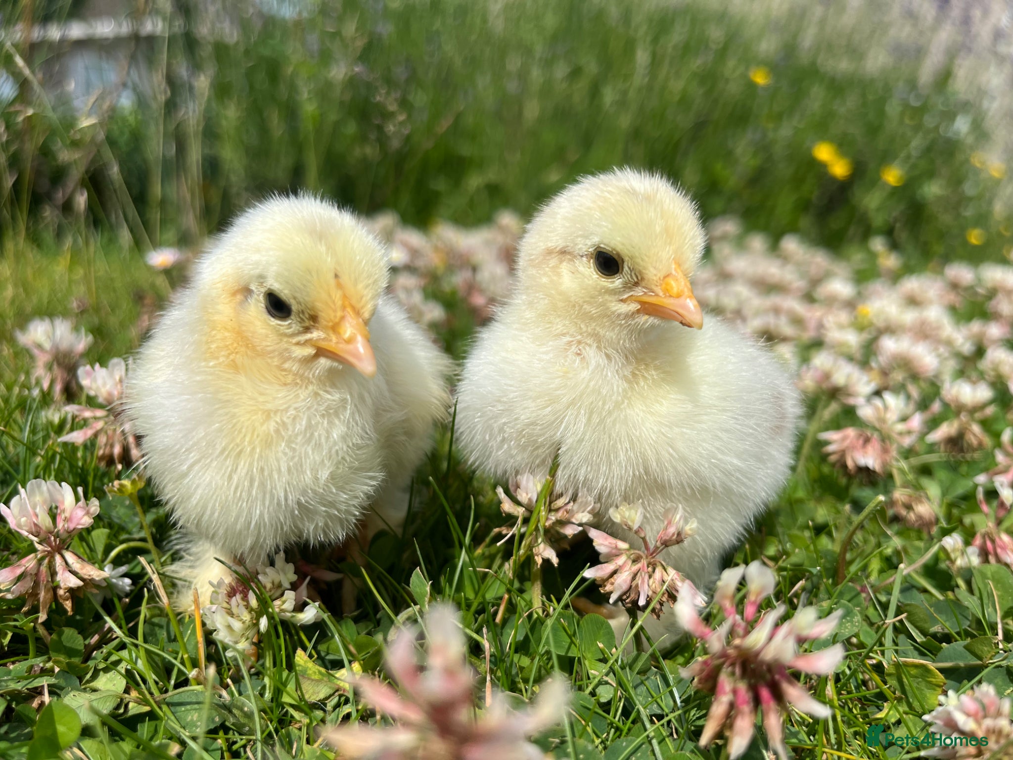 Chickens poultry Day Old Hybrid Chicks Guaranteed Hens - Advert 1