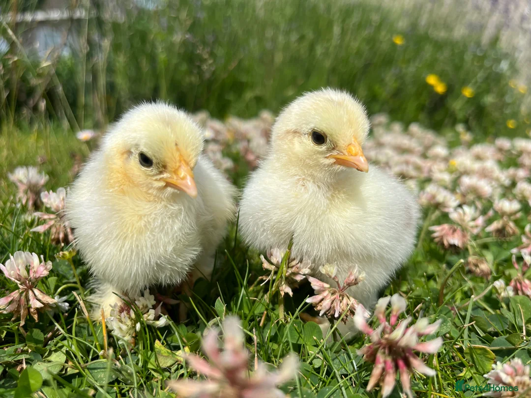 Chickens poultry for sale: Day Old Hybrid Chicks Guaranteed Hens - Advert 1