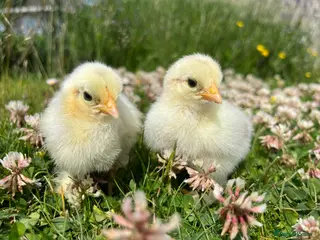 Chickens poultry Day Old Hybrid Chicks Guaranteed Hens - Advert 4