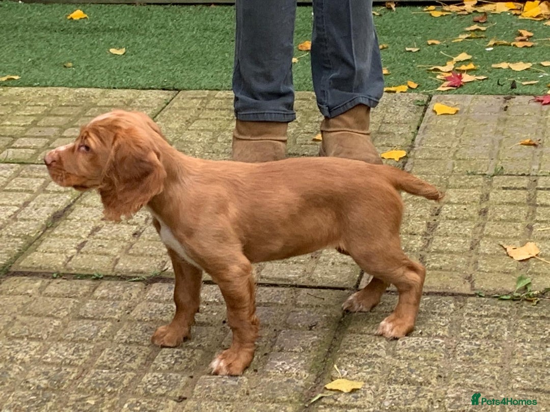 Cocker Spaniel dogs for sale: Working cocker spaniels  - Advert 6