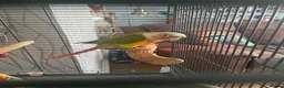 Conures birds for sale: Friendly conure for sale in Walsall - Advert 2