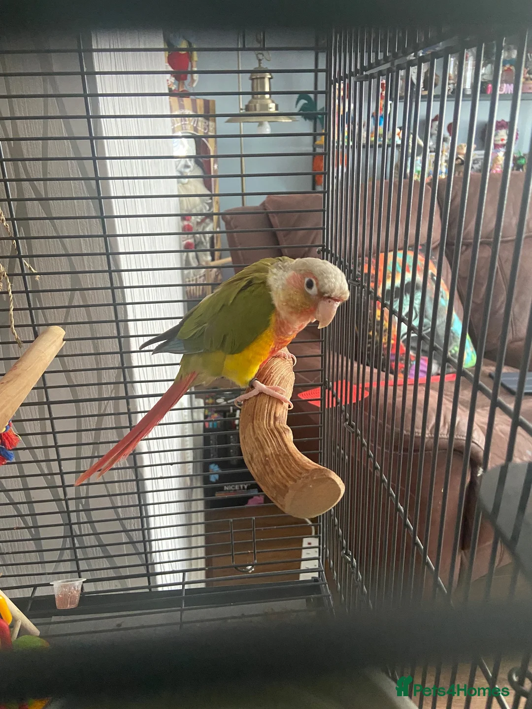 Conures birds for sale: Friendly conure for sale in Walsall - Advert 2