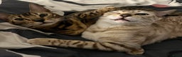 Bengal cats for sale: Bengal cats - Advert 6
