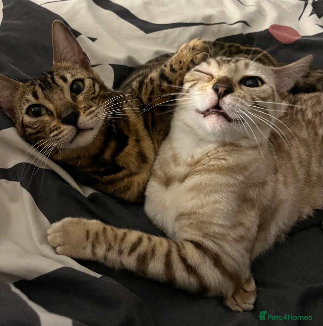 Bengal cats for sale: Bengal cats - Advert 6