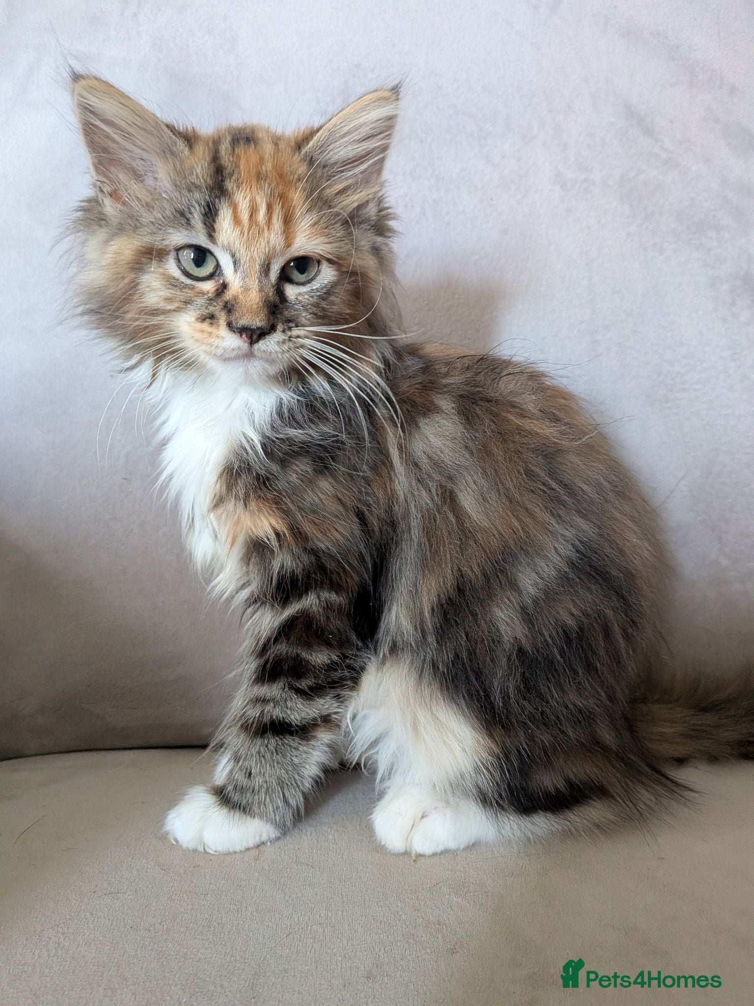 Maine Coon cats Beautiful Mainecoon X Ragdoll kittens 3 available. - Advert 1