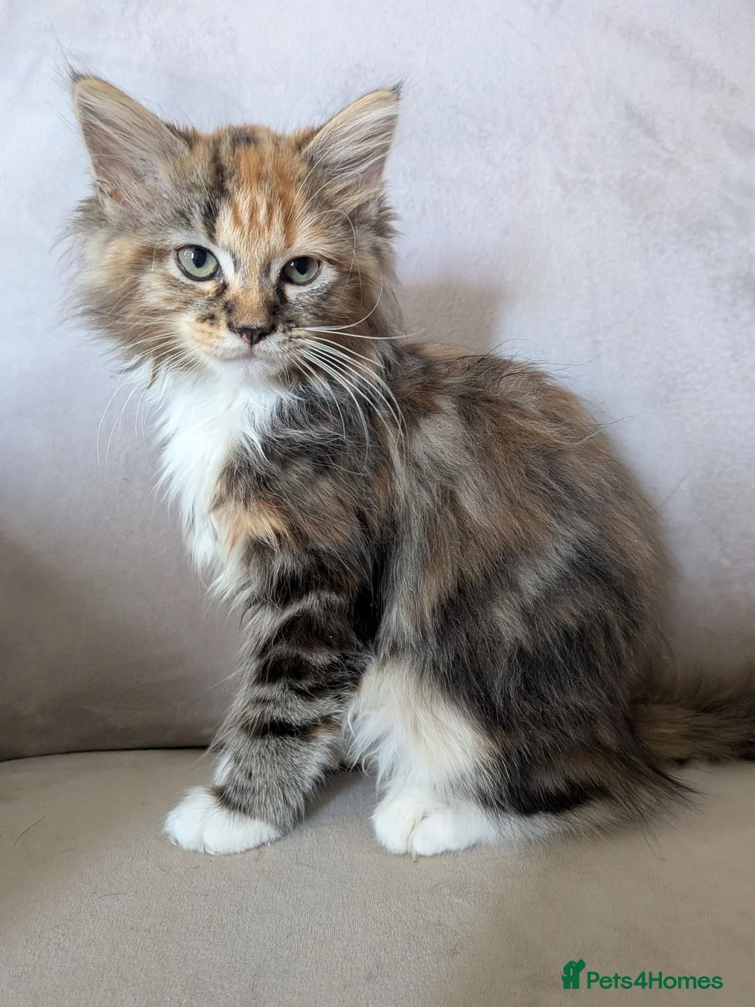 Maine Coon cats for sale: Beautiful Mainecoon X Ragdoll kittens 3 available. - Advert 1