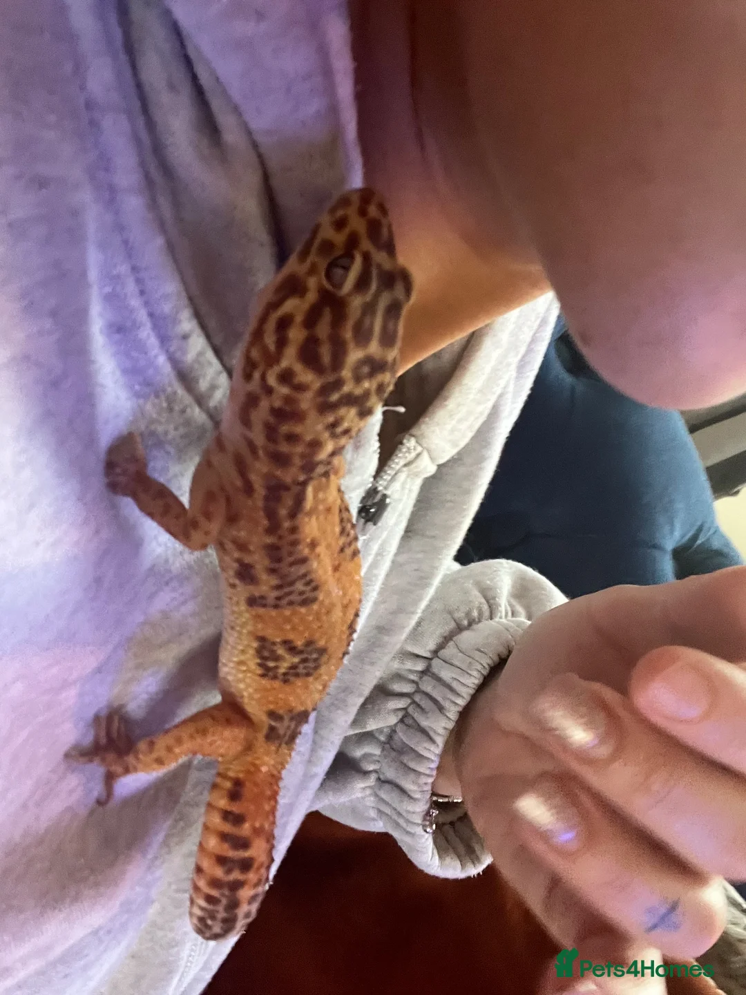 Leopard Gecko reptiles for sale: Leopard Lady looking for her forever home in Halstead - Advert 2