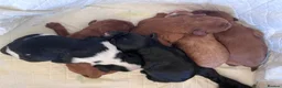 Cavapoo dogs for sale: Beautiful cavapoo puppies for sale   - Advert 13