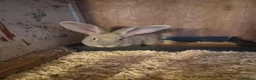 Continental Giant rabbits for sale: Stunning Giant Continental Bunnies - Advert 6
