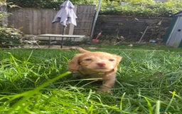 Miniature Dachshund dogs for sale: Red & Shaded Cream! KC Mini Long Haired Dachshunds - Image 4