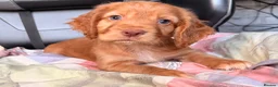 Cocker Spaniel dogs for sale: KC GOLDEN WORKING COCKERS HEALTH TESTED PARENTS !! - Advert 2
