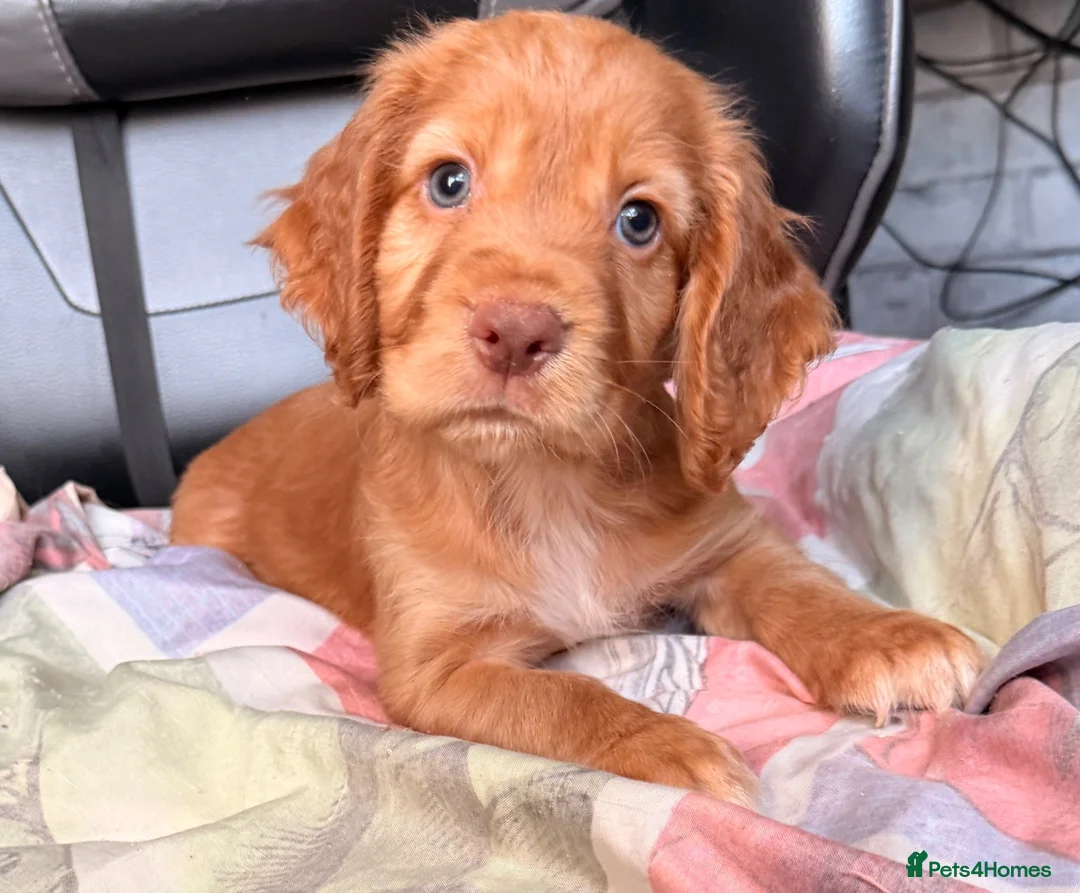 Cocker Spaniel dogs for sale: KC GOLDEN WORKING COCKERS HEALTH TESTED PARENTS !! - Advert 2