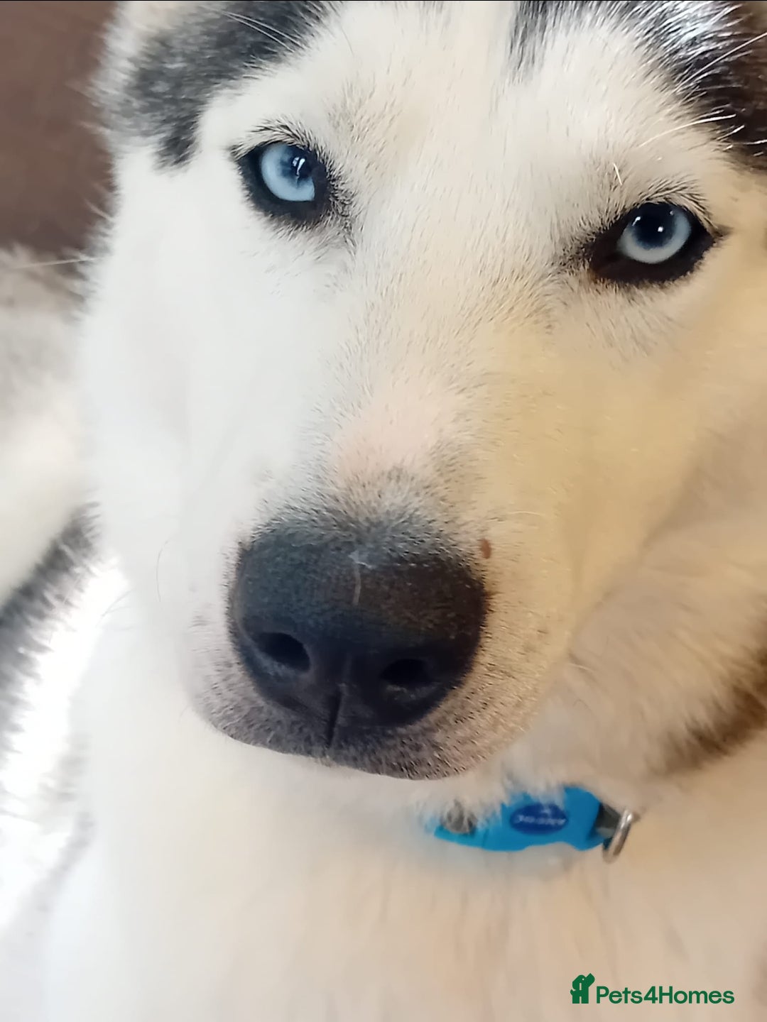Shepsky dogs for sale: Shepsky puppies (blue + bi eyed) - Image 6