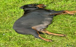 Rottweiler dogs for sale:  5-Generation Kennel Club Puppies Elite Bloodlines - Image 7