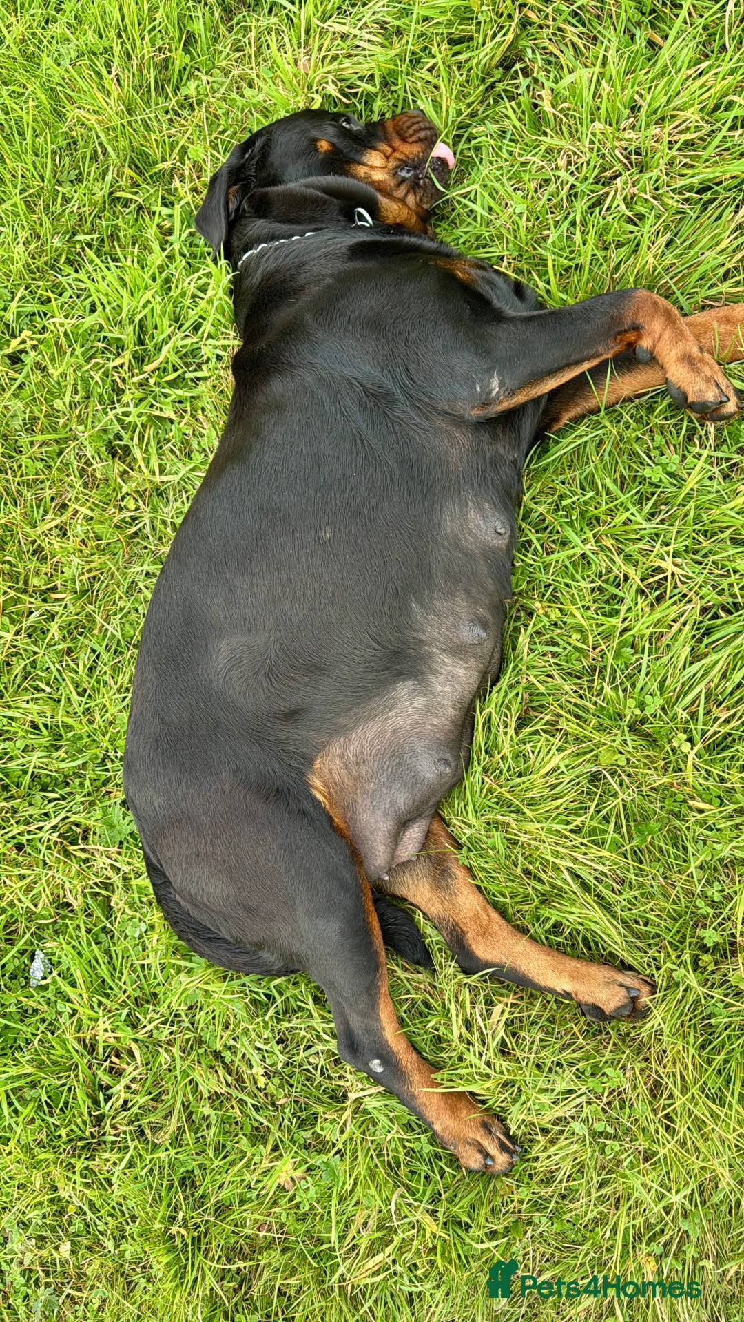 Rottweiler dogs for sale:  5-Generation Kennel Club Puppies Elite Bloodlines - Image 7