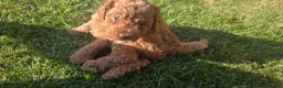 Cockapoo dogs for sale: 1 F1BB Health Tested Toy Cockapoo Left!  - Advert 19