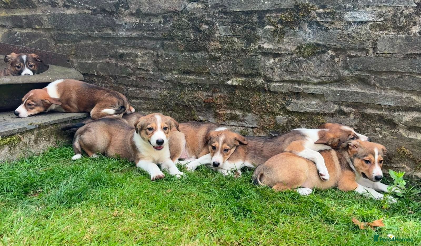 Border Collie dogs Gorgeous litter of Border Collie Puppies  - Advert 4