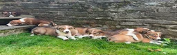 Border Collie dogs for sale: Gorgeous litter of Border Collie Puppies  - Advert 1