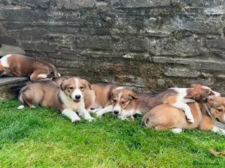 Border Collie dogs Gorgeous litter of Border Collie Puppies - Advert 4