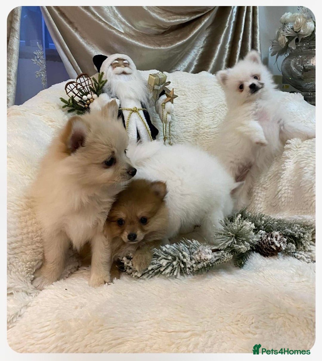 Pomeranian dogs for sale: Pomeranian puppies ready to go… - Advert 9