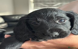 Sprocker dogs for sale: Sprockers - Image 3