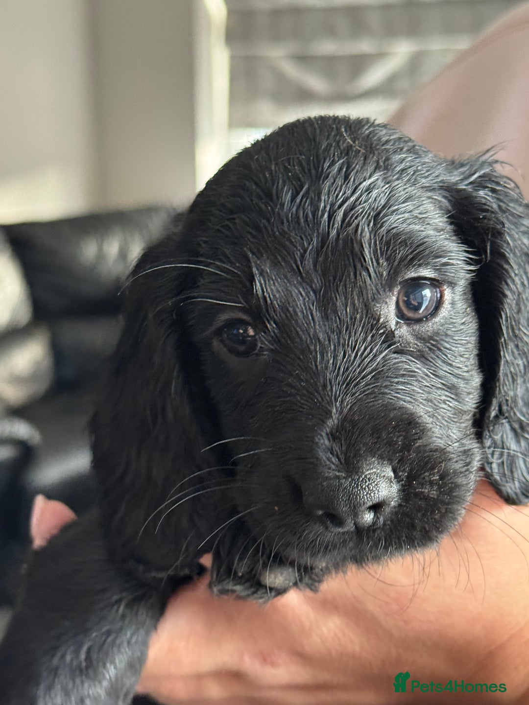 Sprocker dogs for sale: Sprockers - Image 3