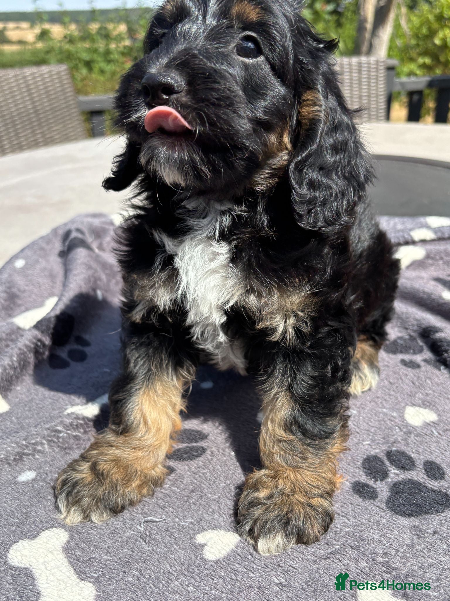 Cockapoo dogs 🐾❤️ Premium F1 Cockapoo Puppies ❤️🐾 - Advert 1