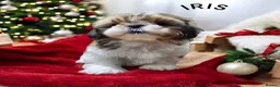 Shih Tzu dogs for sale: 🐶🐾EXCEPTIONAL PURE STANDARD SHIH TZU PUPPIES🐾🐶 - Advert 33