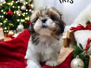 Shih Tzu dogs 🐶🐾EXCEPTIONAL PURE STANDARD SHIH TZU PUPPIES🐾🐶 - Advert 16